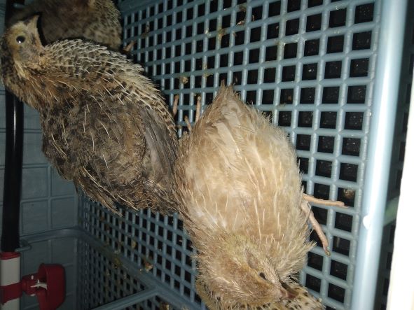 Quail